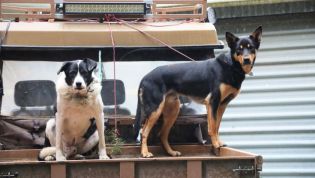 Is it illegal to have a dog in the back of my ute?